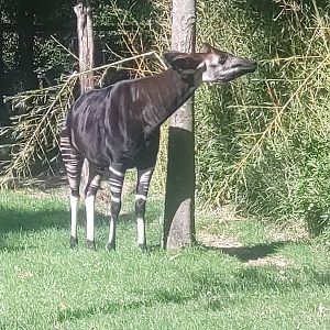 Okapi 13/8/23
