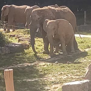 African elephant herd
