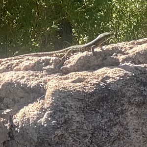 Wild lizard in Tasmanian Devil exhibit