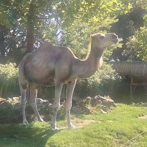 Dromedary 13/8/23