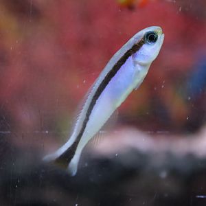 Redback Sand Tilefish (Hoplolatilus marcosi)