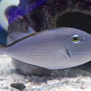 Sargassum Triggerfish (Xanthichthys ringens)