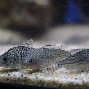 False Network Corydoras (Corydoras sodalis)