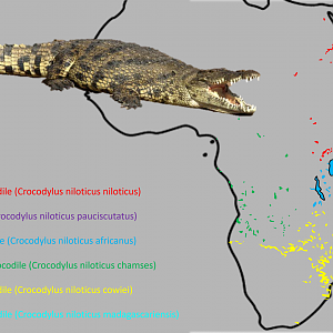 Nile crocodile - Subspecies distribution map