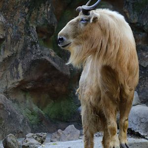 Golden takin