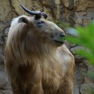 Golden takin