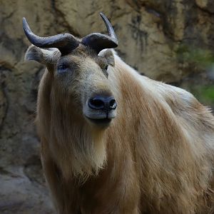 Golden takin