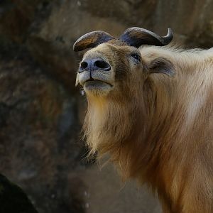 Golden takin