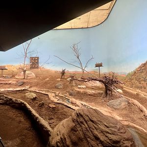 Australian Outback with Gouldian Finches.