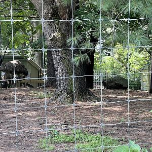 Australian Exhibit - Emus, Res Kangaroos, Western Grey Kangaroos, and Red-necked Wallabies