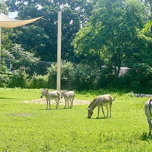 Somali Wild Asses and Grevy’s Zebra