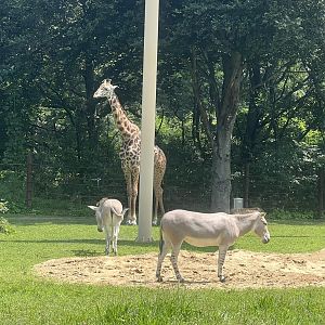 Somali Wild Asses and Giraffe