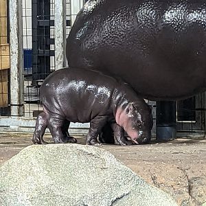Baby Pygmy Hippo "Huckleberry"