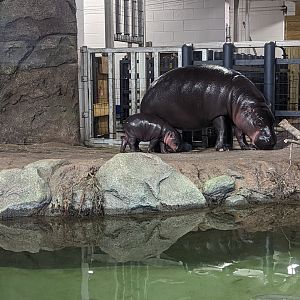 Pygmy Hippos