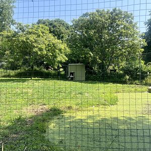 Wattled Crane Exhibit