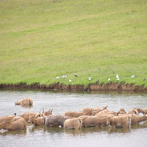 Père David’s Deer (Elaphurus davidianus)