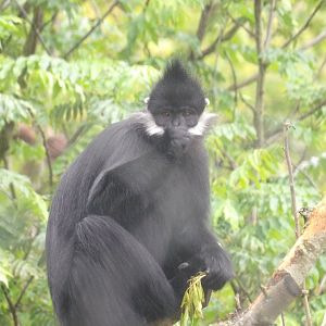 Francois Langur Venturing Outside (Trachypithecus francoisi)