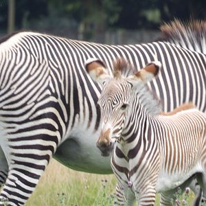 Grevy’s Zebra (Equus grevyi)