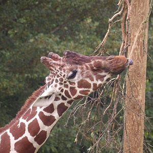 Reticulated Giraffe (Giraffa reticulata)
