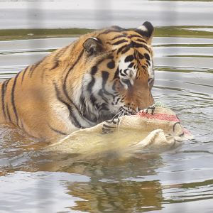 Amur Tiger (Panthera tigris altaica)