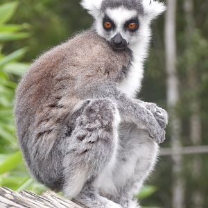 Ring-Tailed Lemur (Lemur catta)