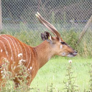 Male Sitatunga (Tragelaphus spekii)