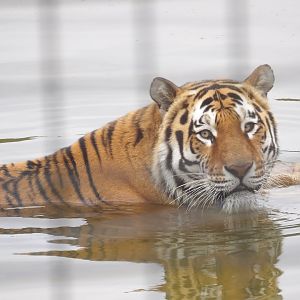 Amur Tiger (Panthera tigris altaica )