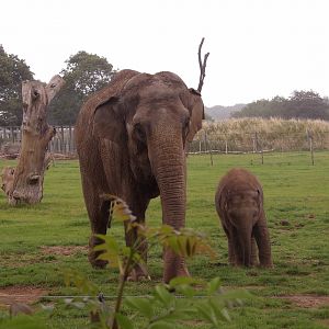 Asian Elephant (Elephas maximus)