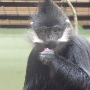 Francois Langur (Trachypithecus francoisi)
