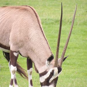 Gemsbok (Oryx gazella)