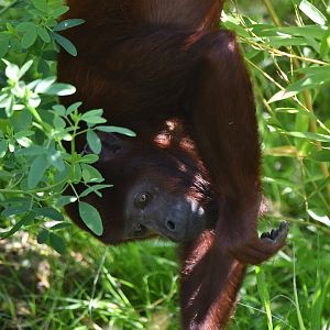 Red howler monkey Alouatta seniculus