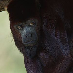 Red howler monkey Alouatta seniculus