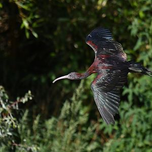 Glossy Ibis Plegadis falcinellus