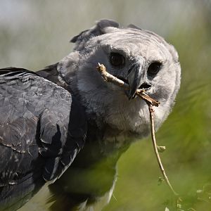 Harpy Eagle Harpia harpyja