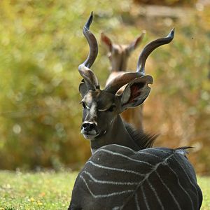 Lesser kudu Tragelaphus imberbis