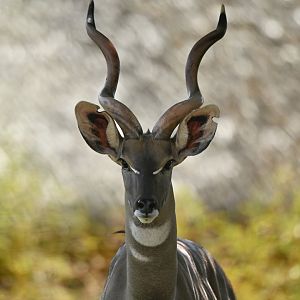 Lesser kudu Tragelaphus imberbis
