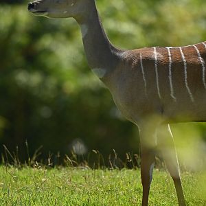 Lesser kudu Tragelaphus imberbis