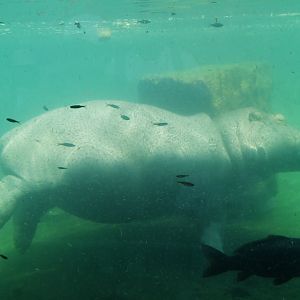Common hippopotamus Hippopotamus amphibius