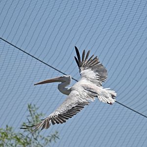 Pink-backed Pelican Pelecanus rufescens