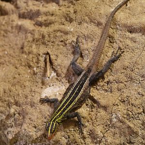 Platysaurus imperator