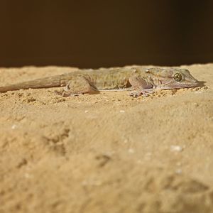 Tarentola mauritanica