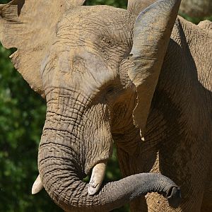 African elephant Loxodonta africana