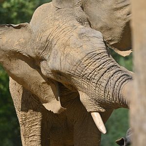 African elephant Loxodonta africana