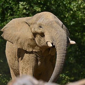 African elephant Loxodonta africana