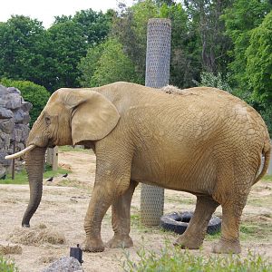 Tanya- African Elephant cow- Elephant Kingdom- 2/6/2023