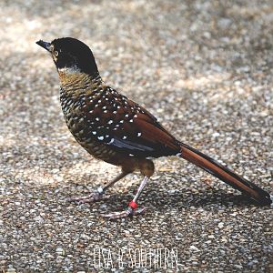 Spotted Laughing Thrush