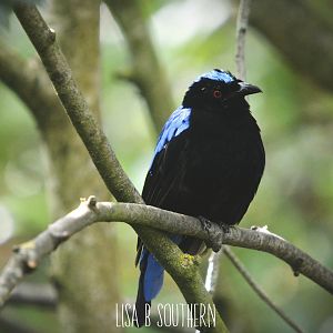 Asian Fairy Blue Bird