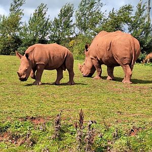 Rhinos