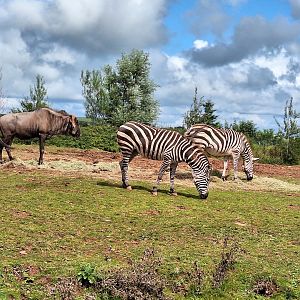 Wildebeest and Zebras
