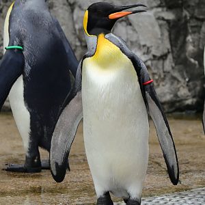 King penguin